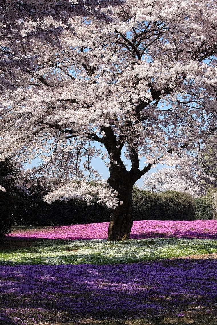 Cherry blossom
