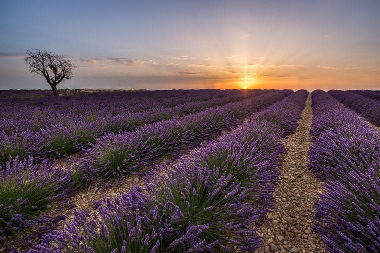 Valensole